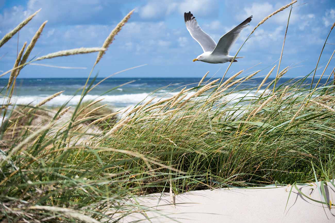 Panoramafoto — Nordseeküste Wangerooge Dünen, Wattenmeer, Weite